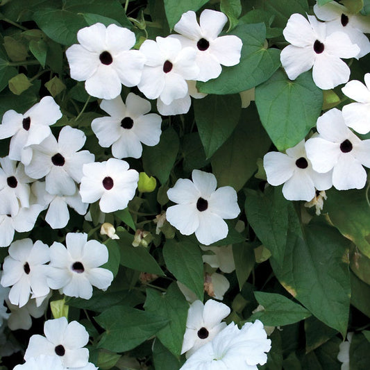 Susie™ White Black-Eyed Susan Vine Thunbergia Seeds
