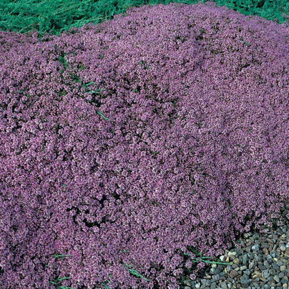 Mother of Thyme Seeds