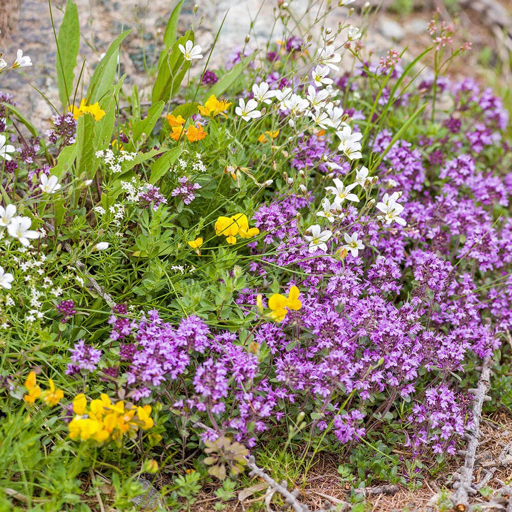 Mother of Thyme Seeds