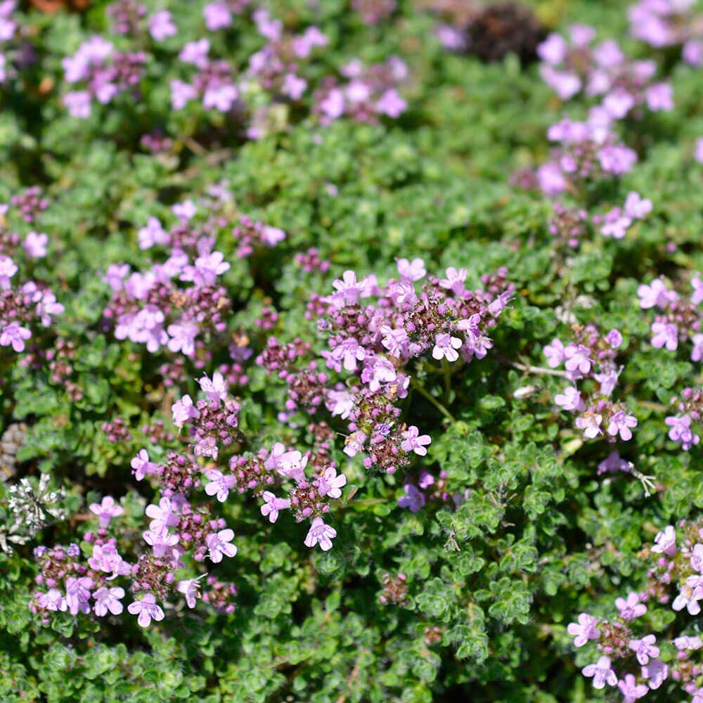Mother of Thyme Seeds
