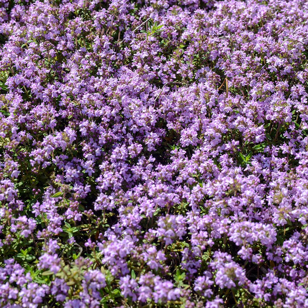 Mother of Thyme Seeds