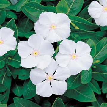 Pacifica White Hybrid Vinca Seeds