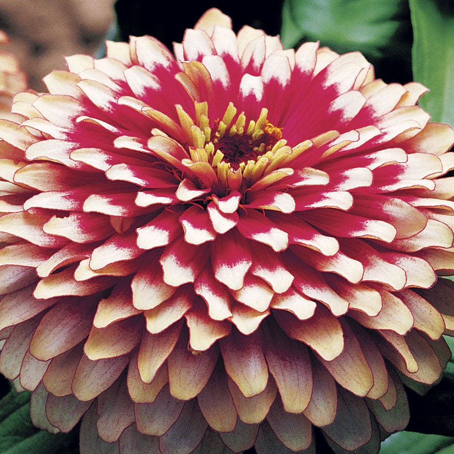 Swizzle™ Cherry and Ivory Zinnia Seeds