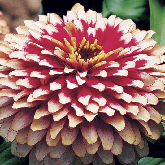 Swizzle™ Cherry and Ivory Zinnia Seeds