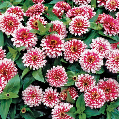 Swizzle™ Cherry and Ivory Zinnia Seeds