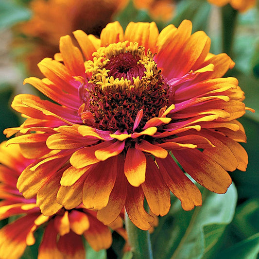 Zowie!™ Yellow Flame Zinnia Seeds
