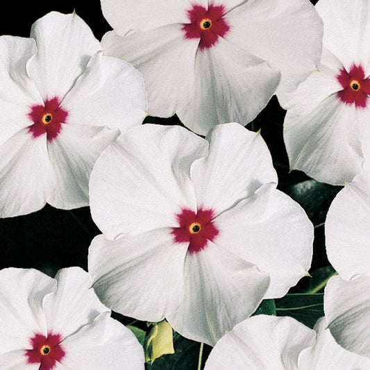 Pacifica Polka Dot Hybrid Vinca Seeds