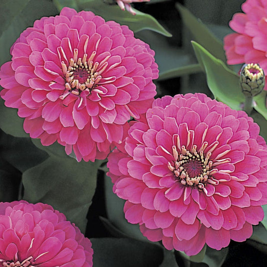 Dreamland™ Pink Zinnia Seeds - Hybrid