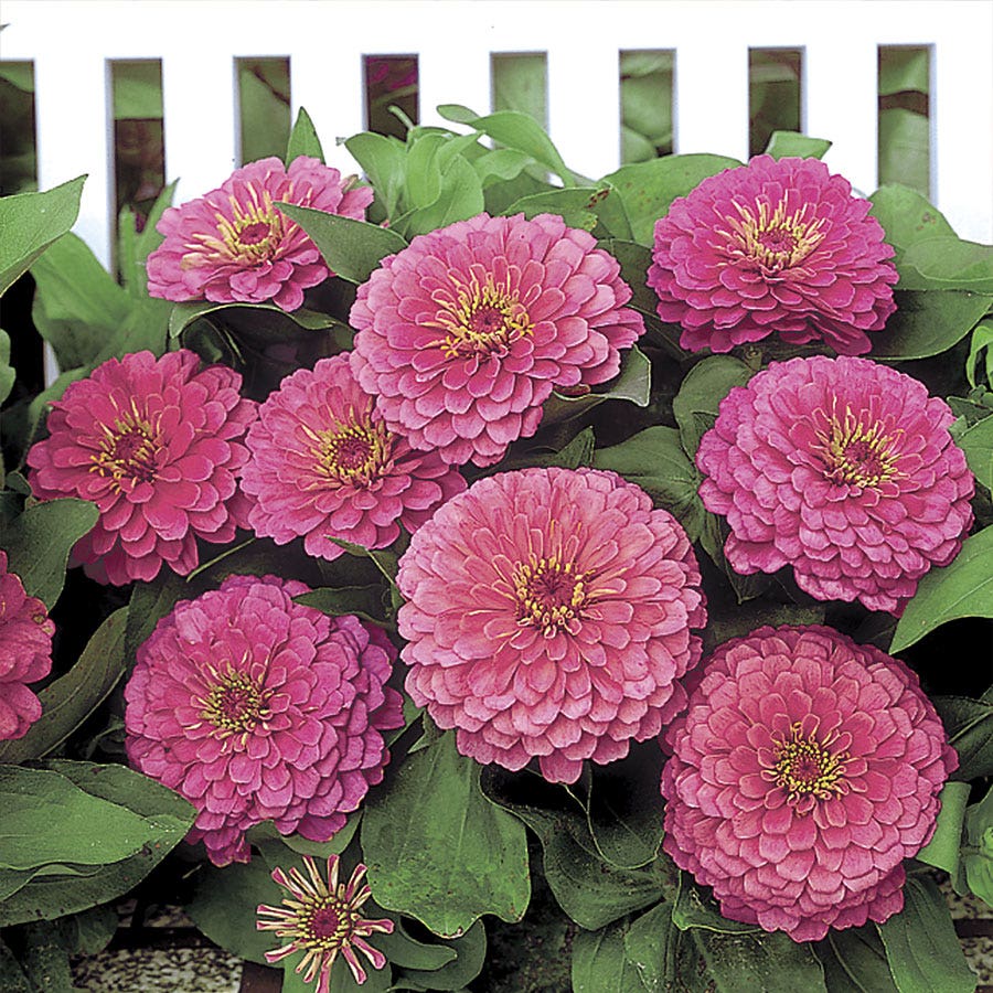 Dreamland™ Pink Zinnia Seeds - Hybrid
