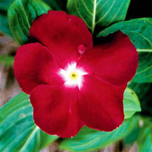 Jaio Dark Red Vinca Seeds
