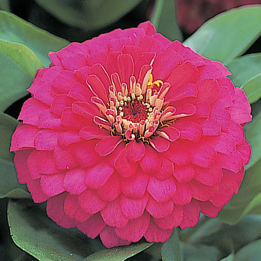 Dreamland™ Rose Hybrid Zinnia Seeds