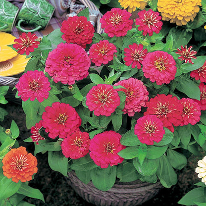Dreamland™ Rose Hybrid Zinnia Seeds
