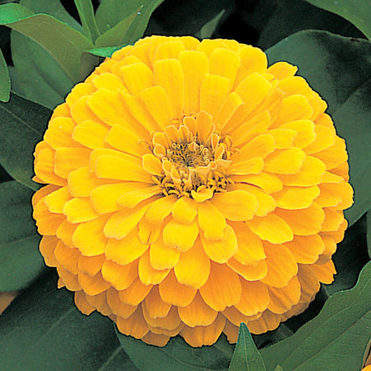 Dreamland™ Yellow Hybrid Zinnia Seeds