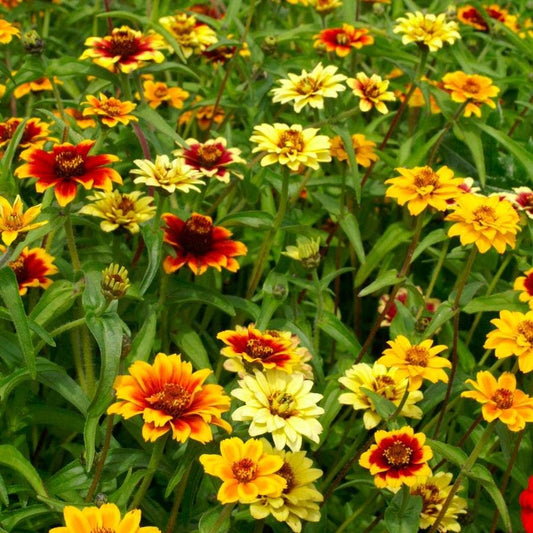 Persian Carpet Mix Mexican Zinnia Seeds