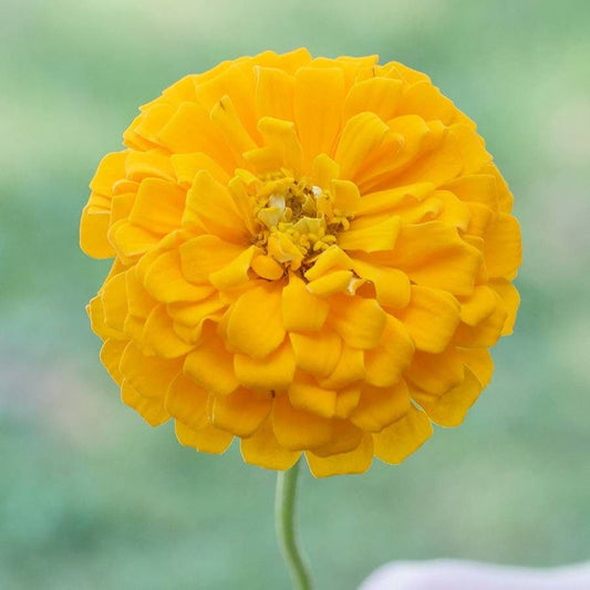 Park's Picks Yellow Zinnia Seeds