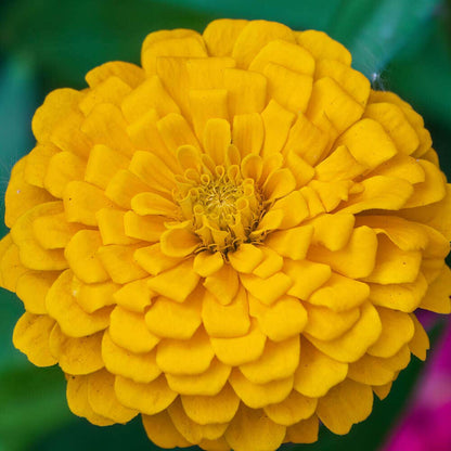 Park's Picks Yellow Zinnia Seeds
