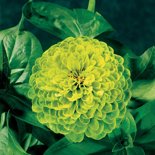 Envy Zinnia Seeds