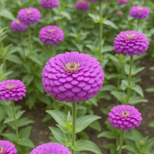 Park's Picks Lilac Zinnia Seeds