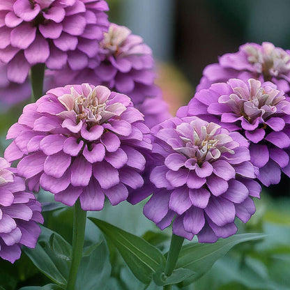 blue lavender queen blue zinnia flower Park's Picks Lilac Zinnia Seeds
