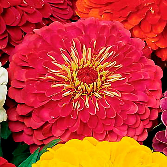 Park's Picks Carmine Rose Zinnia Seeds