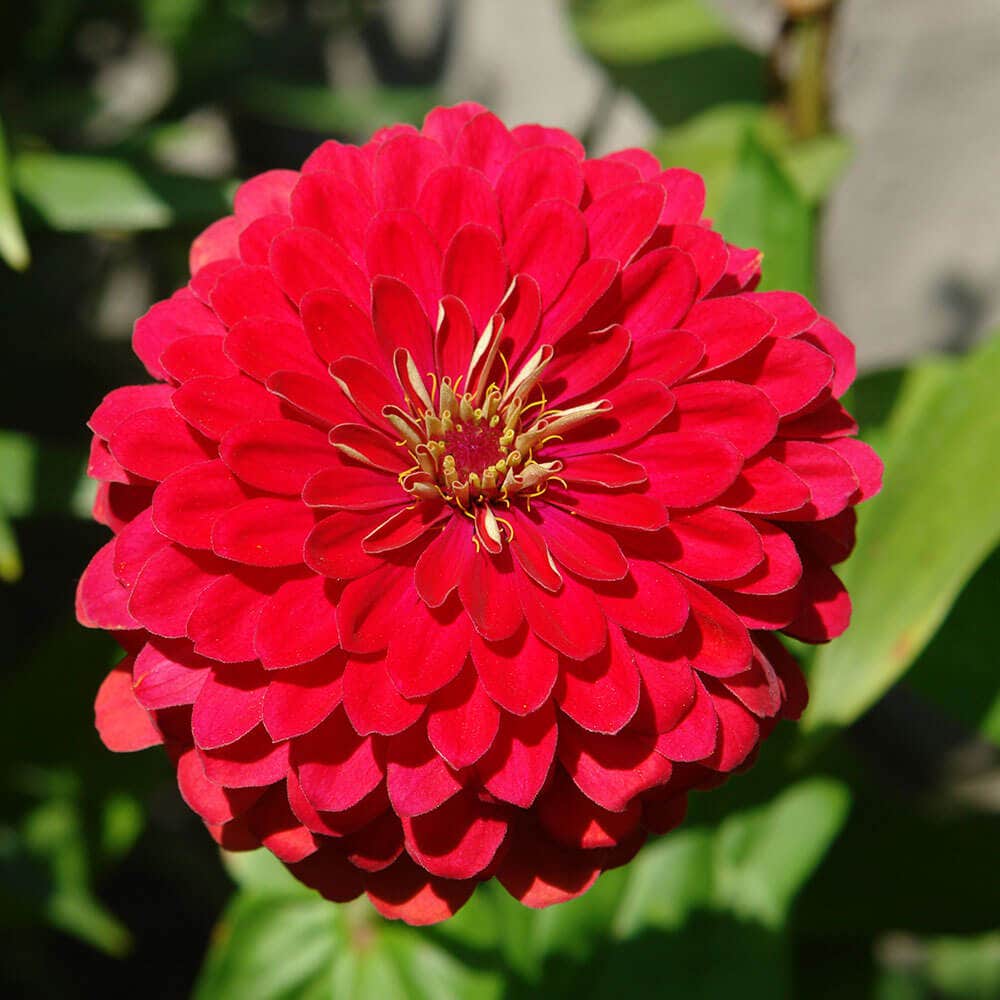 Park's Picks Carmine Rose Zinnia Seeds