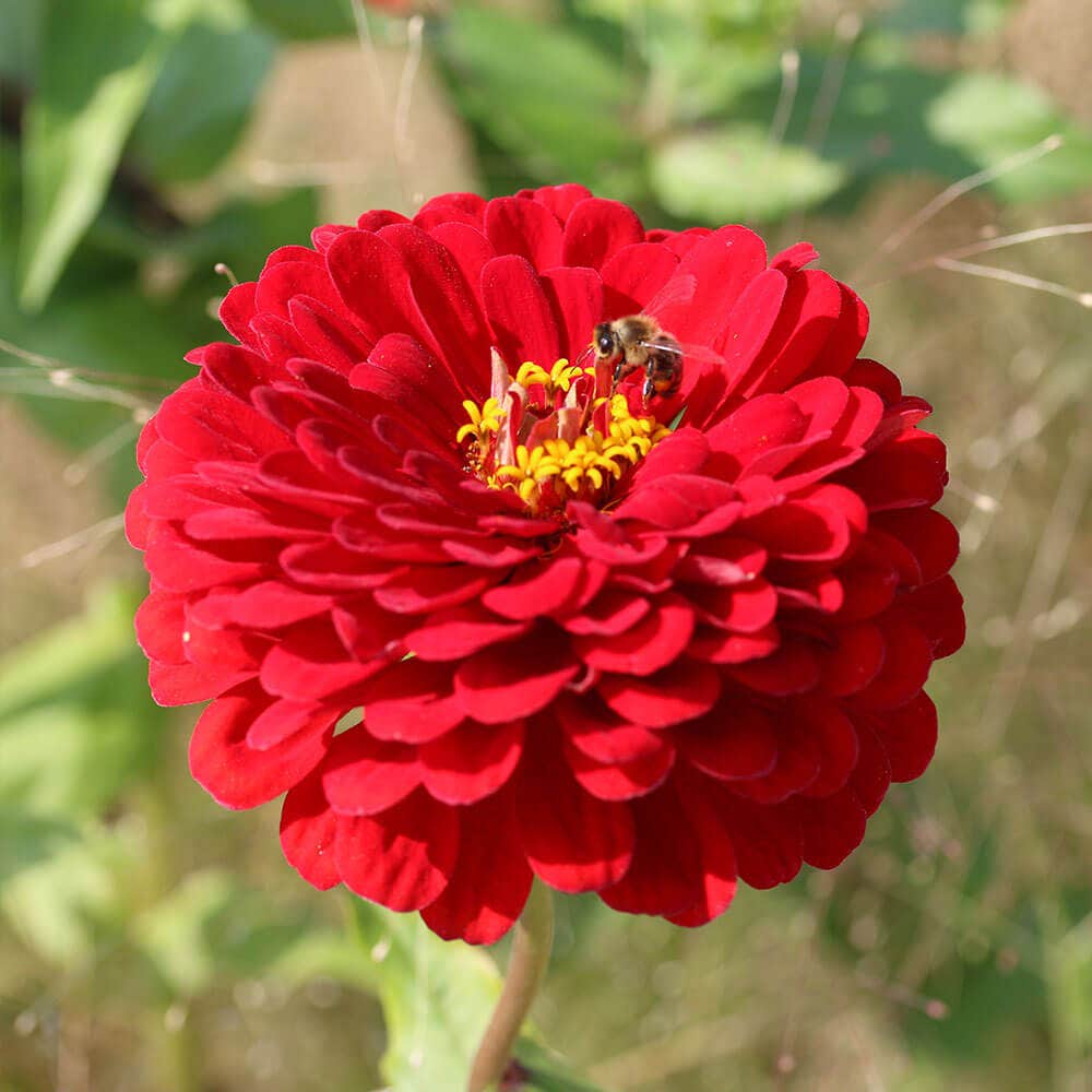 Park's Picks Carmine Rose Zinnia Seeds