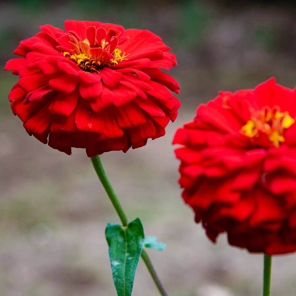 Park's Picks Carmine Rose Zinnia Seeds