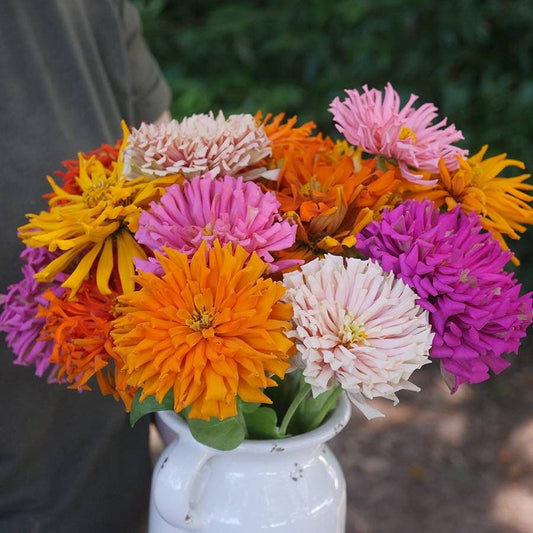 Giant Zinnia Seeds - Cactus Mix