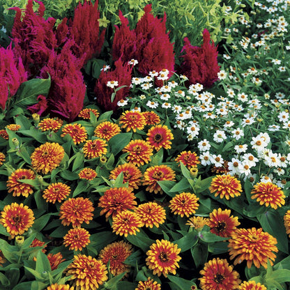 Swizzle™ Scarlet and Yellow Zinnia Seeds