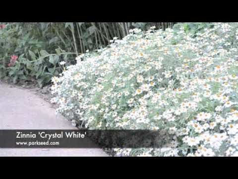 Crystal™ White Zinnia Seeds