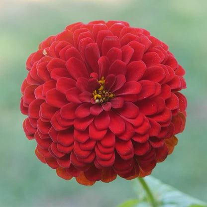 Park's Picks Deep Red Zinnia Seeds
