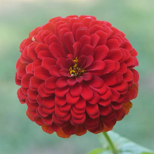 Park's Picks Deep Red Zinnia Seeds
