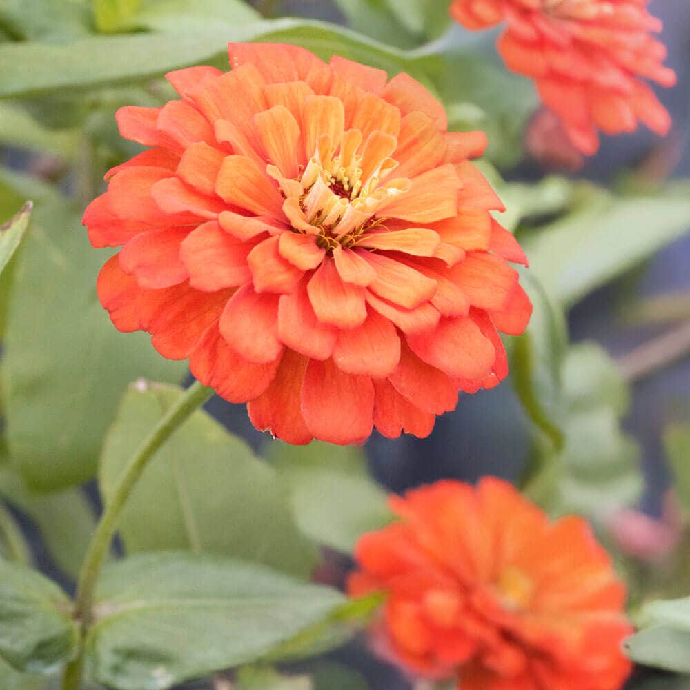 Park's Picks Coral Zinnia Seeds