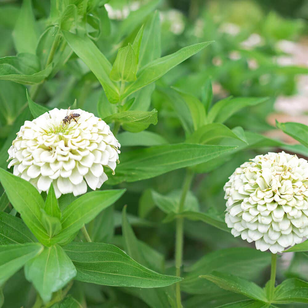 Park's Picks White Zinnia Seeds