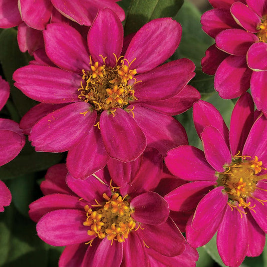 Profusion Cherry Zinnia Seeds