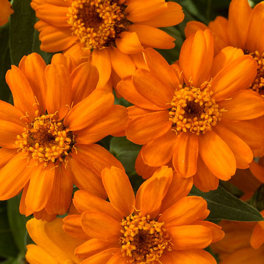 Profusion Orange Zinnia Seeds