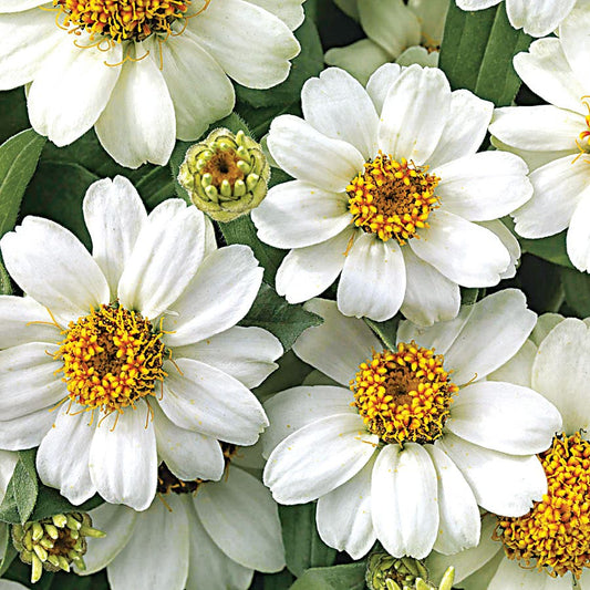 Profusion White Zinnia Seeds