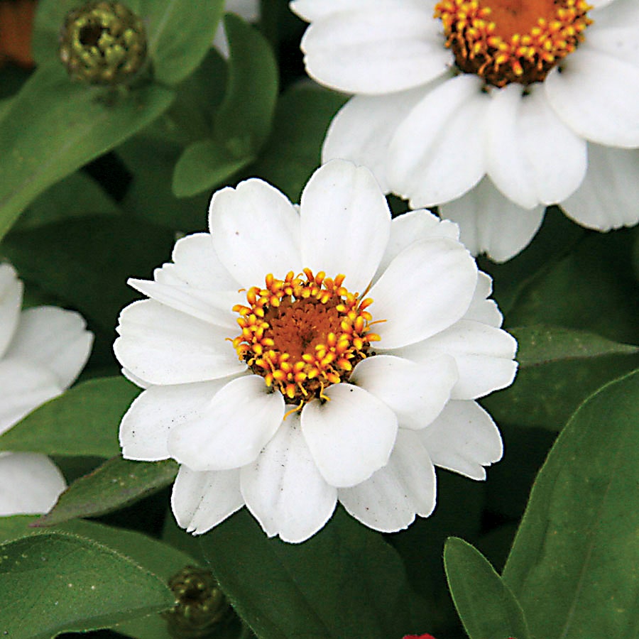 Profusion White Zinnia Seeds