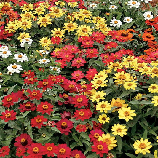 Profusion Full Mix Zinnia Seeds