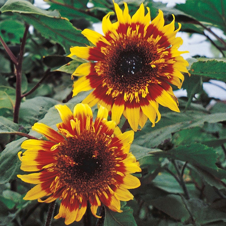 The Joker Hybrid F1 Sunflower Seeds
