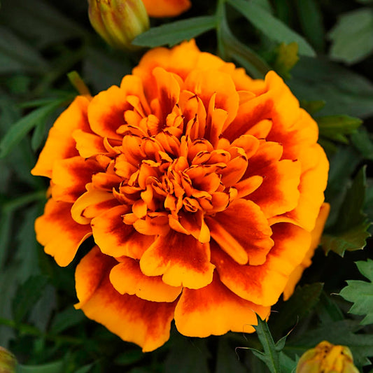 Bonanza™ Flame Marigold Seeds