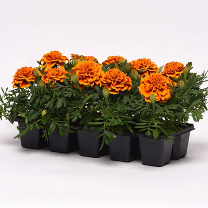 Bonanza™ Flame Marigold Seeds