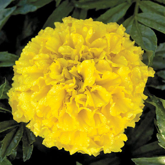 Pineapple Crush Detailed Marigold Seeds
