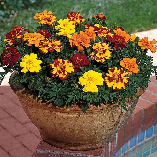Durango® Outback Mix Marigold Seeds