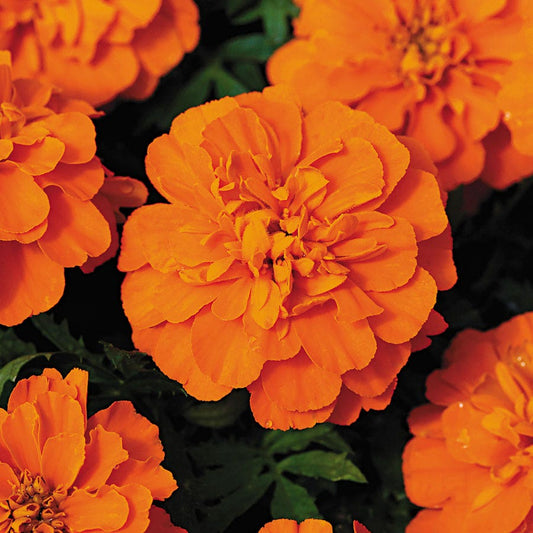 Bonanza™ Deep Orange Marigold Seeds
