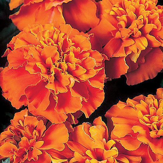 Janie Deep Orange Marigold Seeds