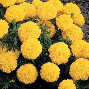 Inca II™ Yellow Hybrid Marigold Seeds
