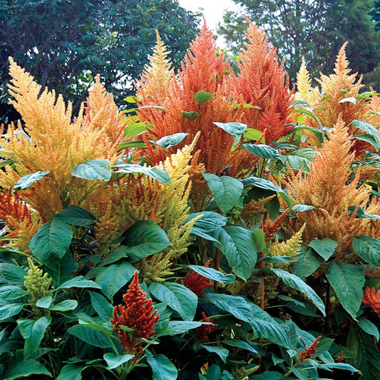 'Autumn's Touch' Amaranthus Seeds