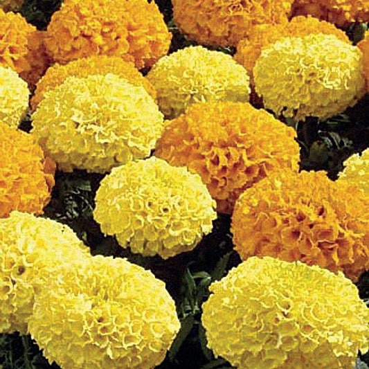 Disco Mix Marigold Seeds
