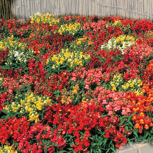 Floral Showers Hybrid Mix Snapdragon Seeds